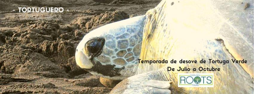 Miss Miriam. Hotel Frente Al Mar Tortuguero Ngoại thất bức ảnh