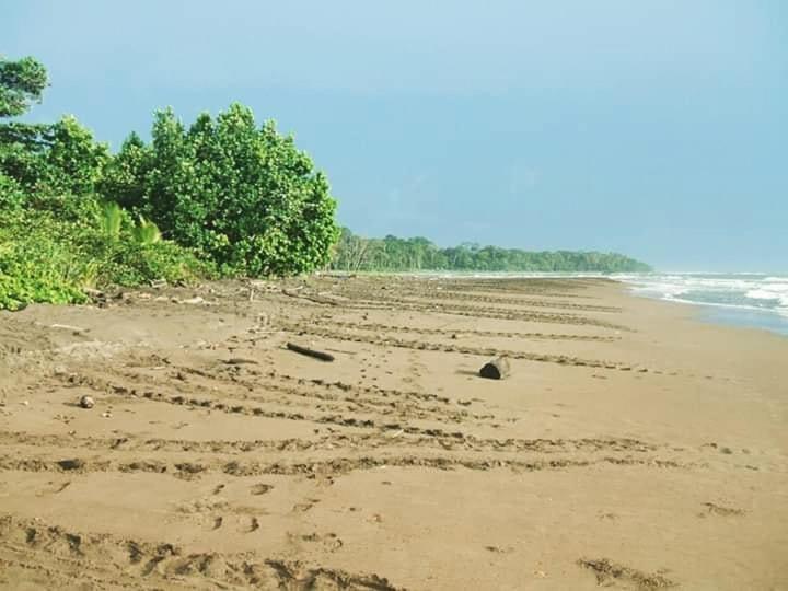 Miss Miriam. Hotel Frente Al Mar Tortuguero Ngoại thất bức ảnh